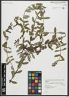 Foto von Salix amplexicaulis Bory